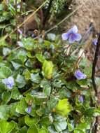 Image of Viola serpentinicola