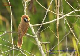 Imagem de Paradoxornis flavirostris Gould 1836