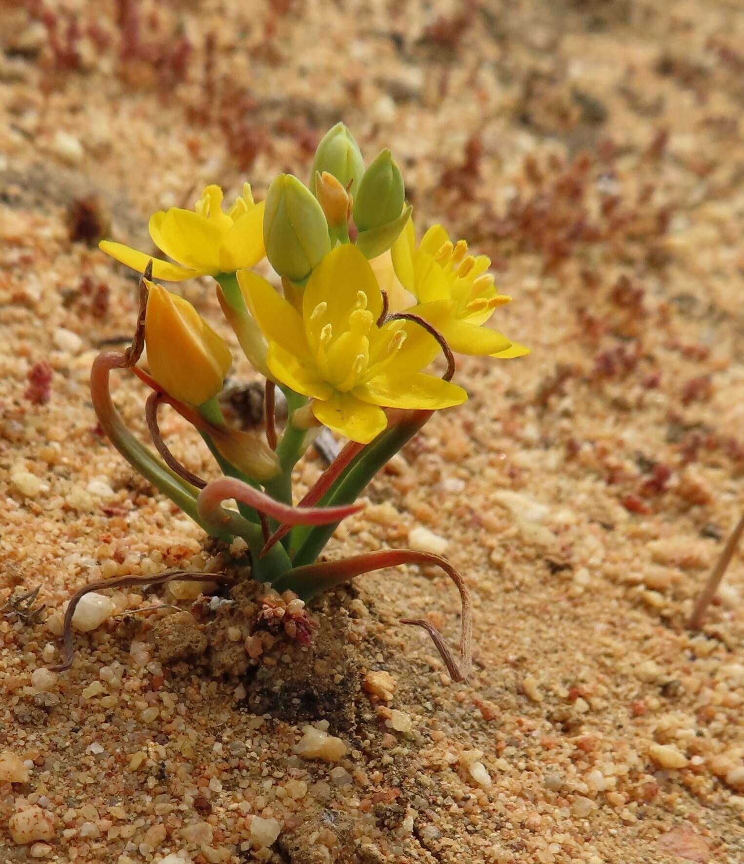 Image of Ornithogalum rupestre L. fil.