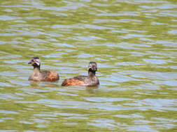 Image of White-tufted Grebe