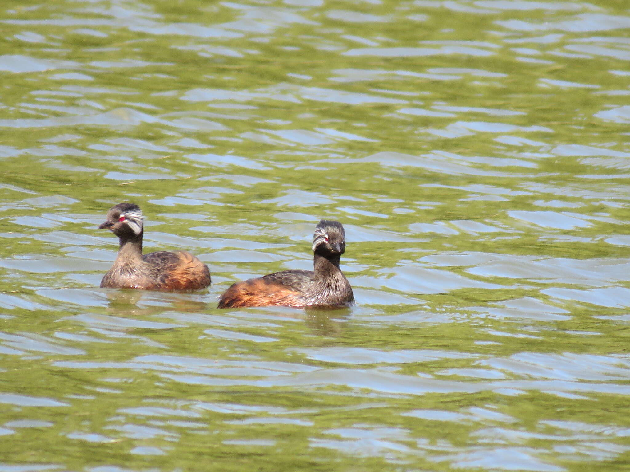 Image of White-tufted Grebe