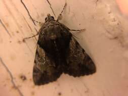 Image of Hawthorn Underwing