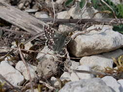 Image of Grizzled skipper