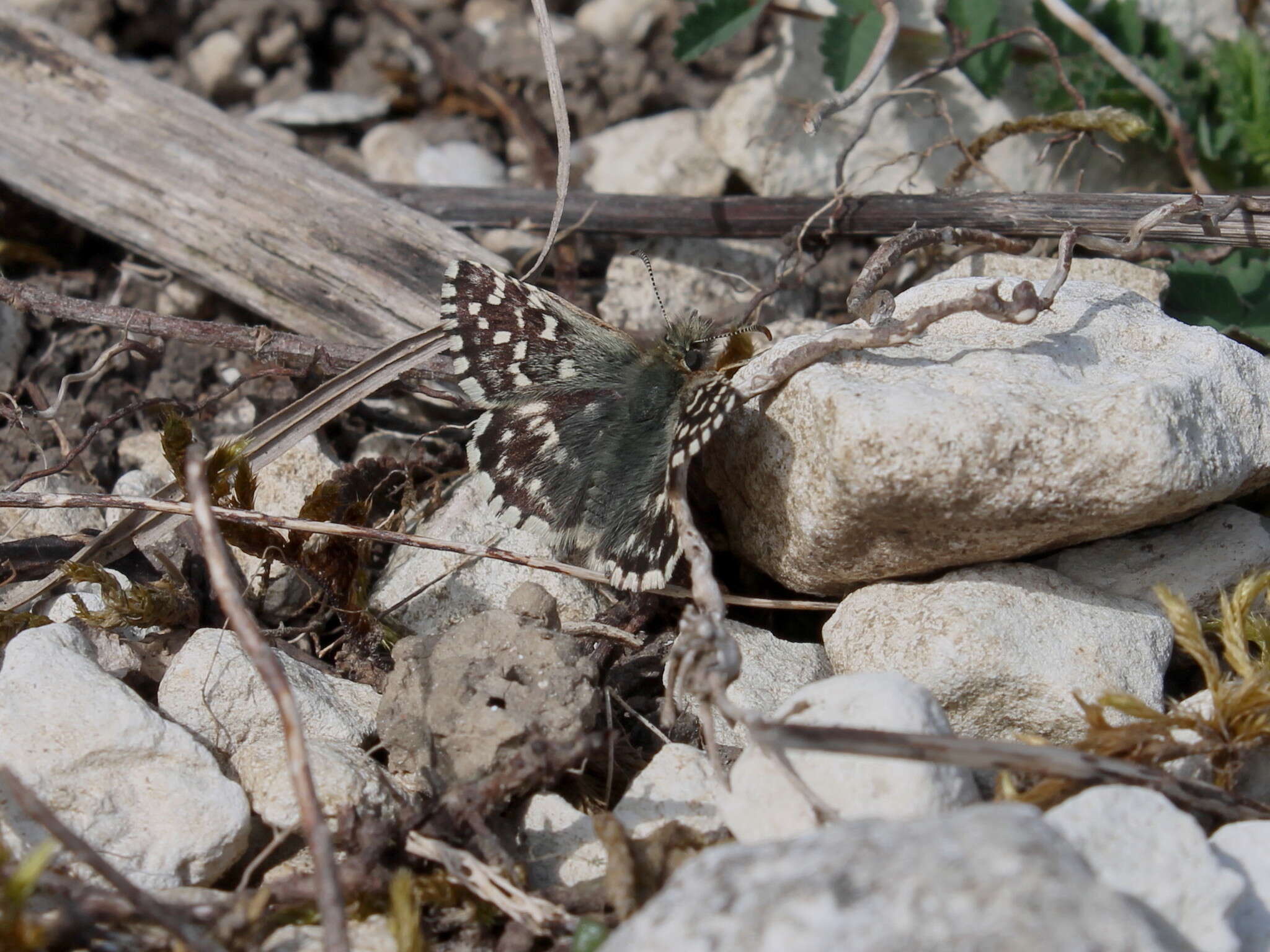 Image of Grizzled skipper