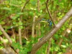 Image of Swamp Spreadwing