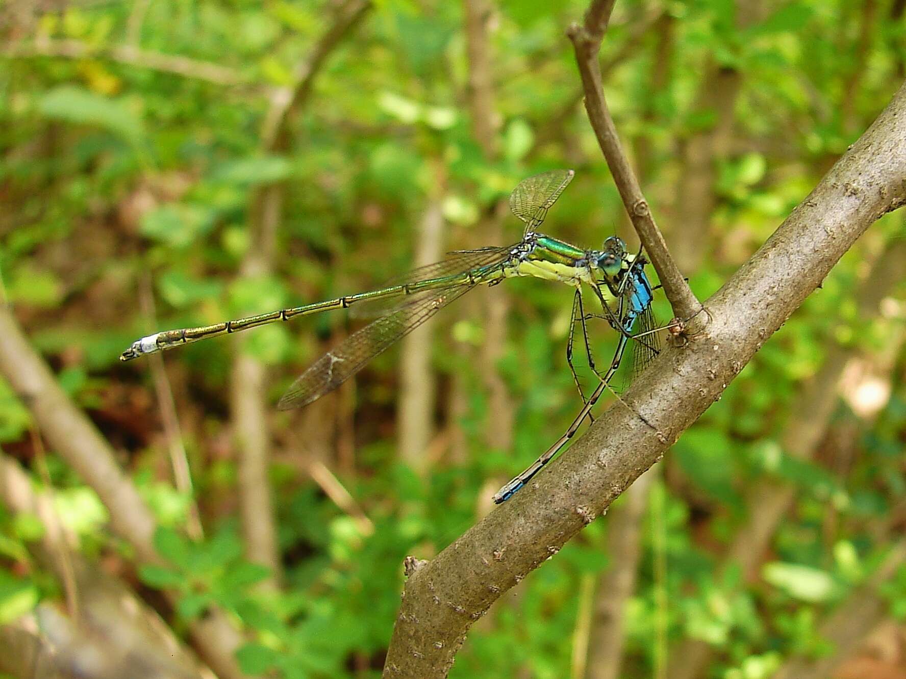 Image of Swamp Spreadwing