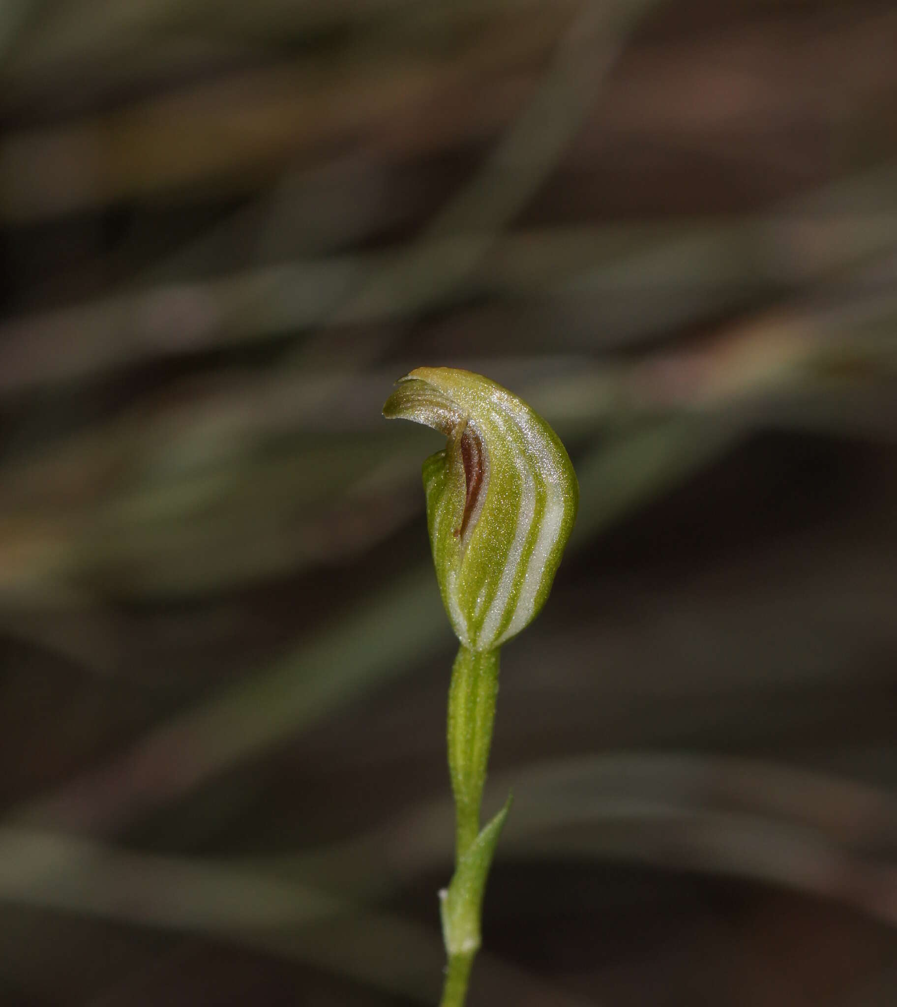 Image of Tiny greenhood