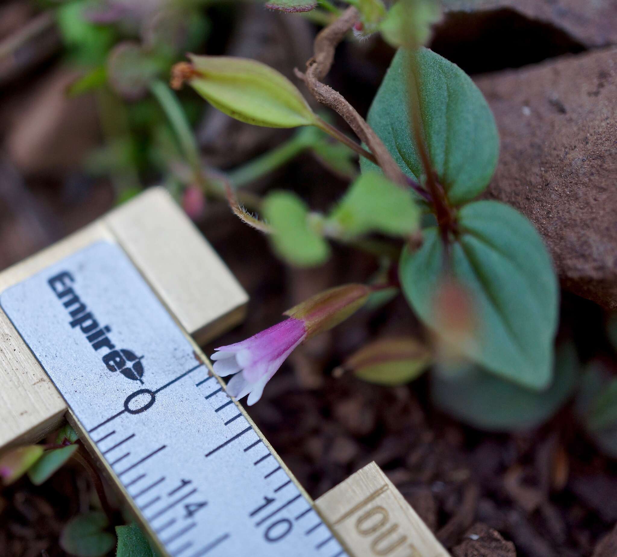 Erythranthe inconspicua (A. Gray) G. L. Nesom resmi