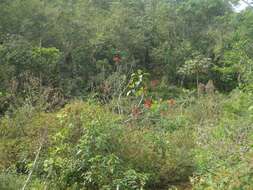 Image of Coral tree