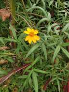 صورة Tagetes lemmonii A. Gray