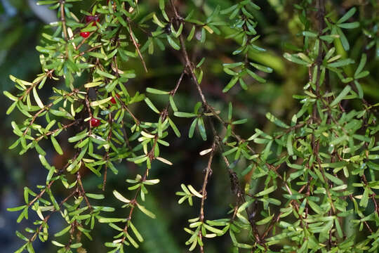 Image of Coprosma cuneata Hook. fil.