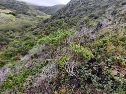 Image of maritime ceanothus