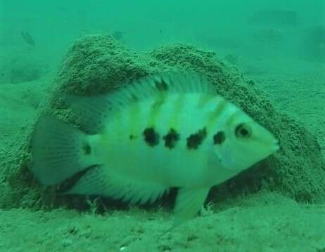 Image of Amatitlán Cichlids