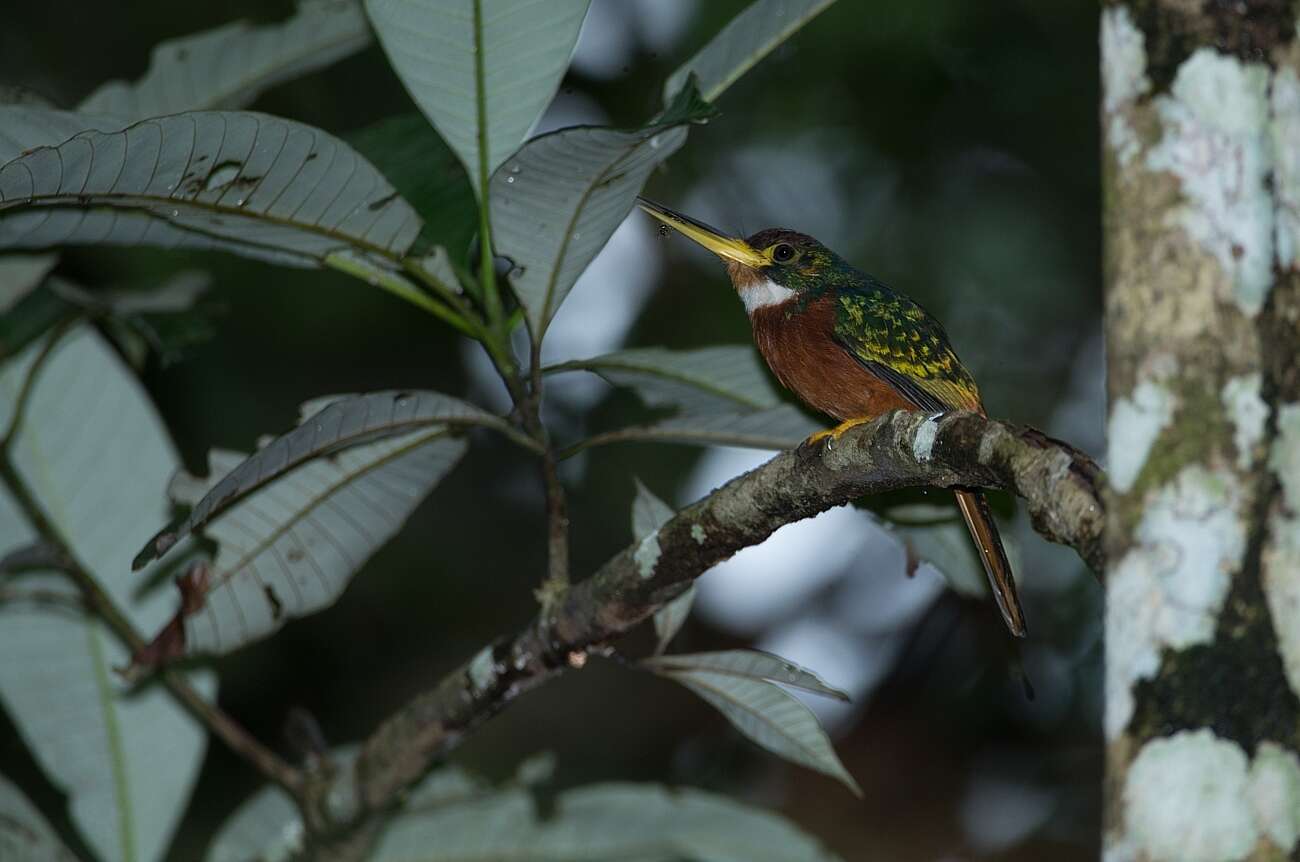 Image of Yellow-billed Jacamar