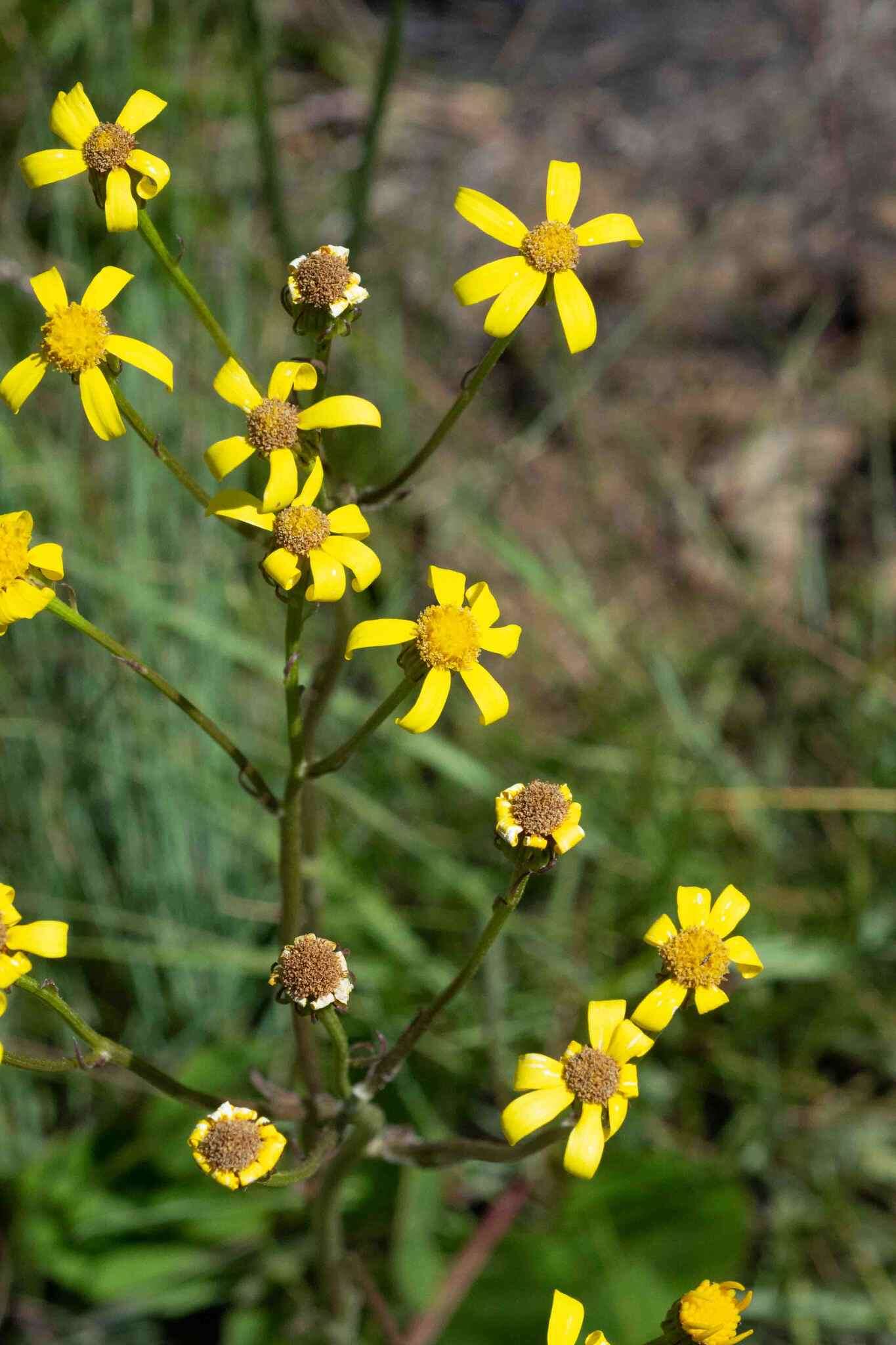 Image of Senecio parentalis O. M. Hilliard & B. L. Burtt