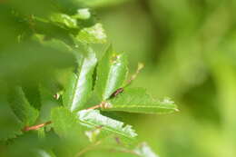 Image of Rose Stem Girdler