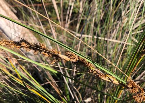 Image of Gahnia filum (Labill.) F. Muell.