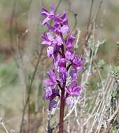 Image de Orchis olbiensis Reut. ex Gren.