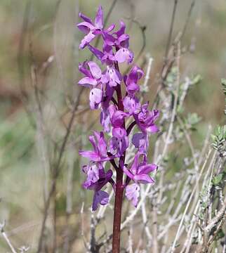 Слика од Orchis olbiensis Reut. ex Gren.