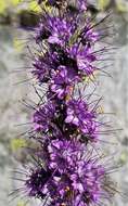 Image of silky phacelia