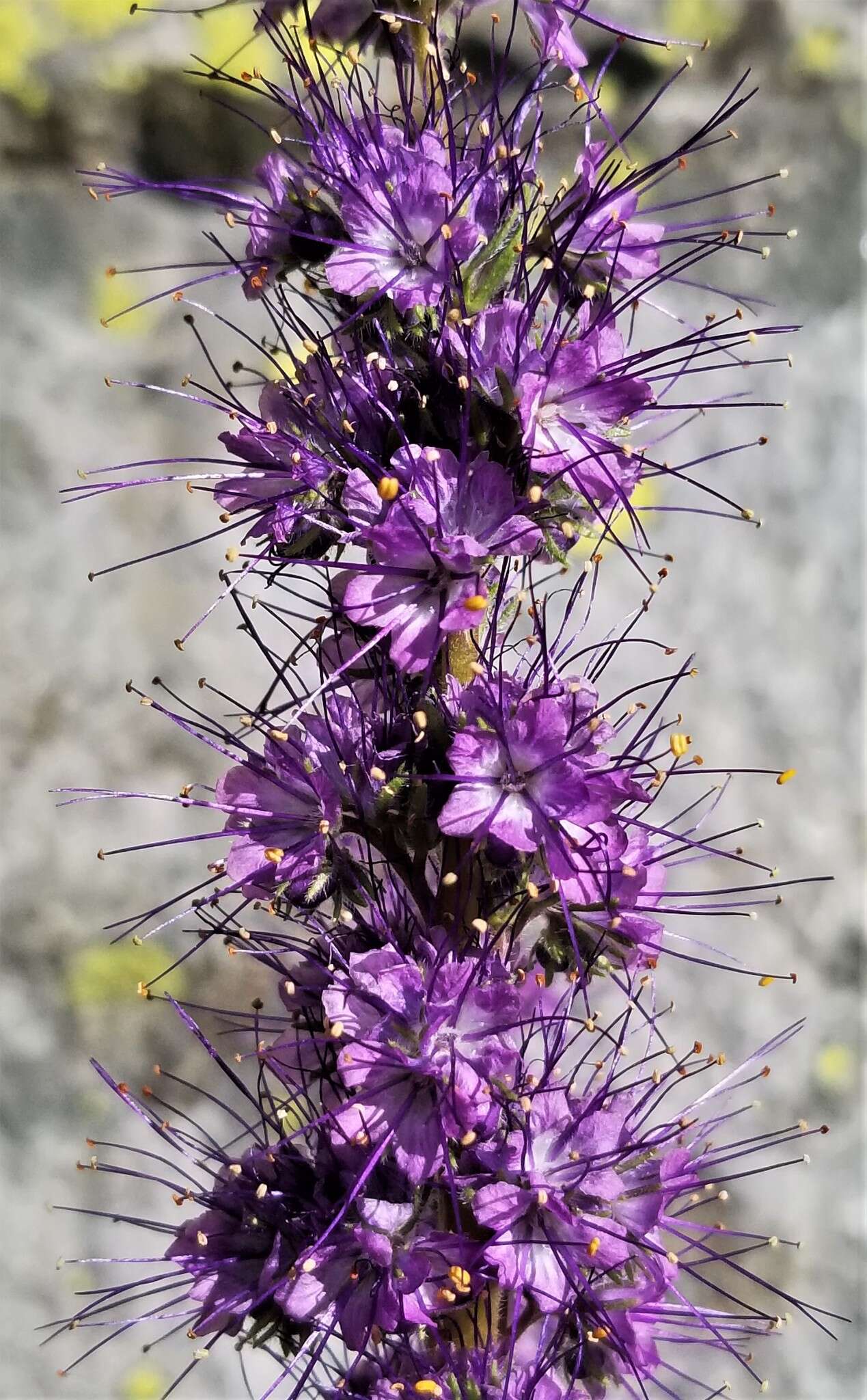 Image of silky phacelia