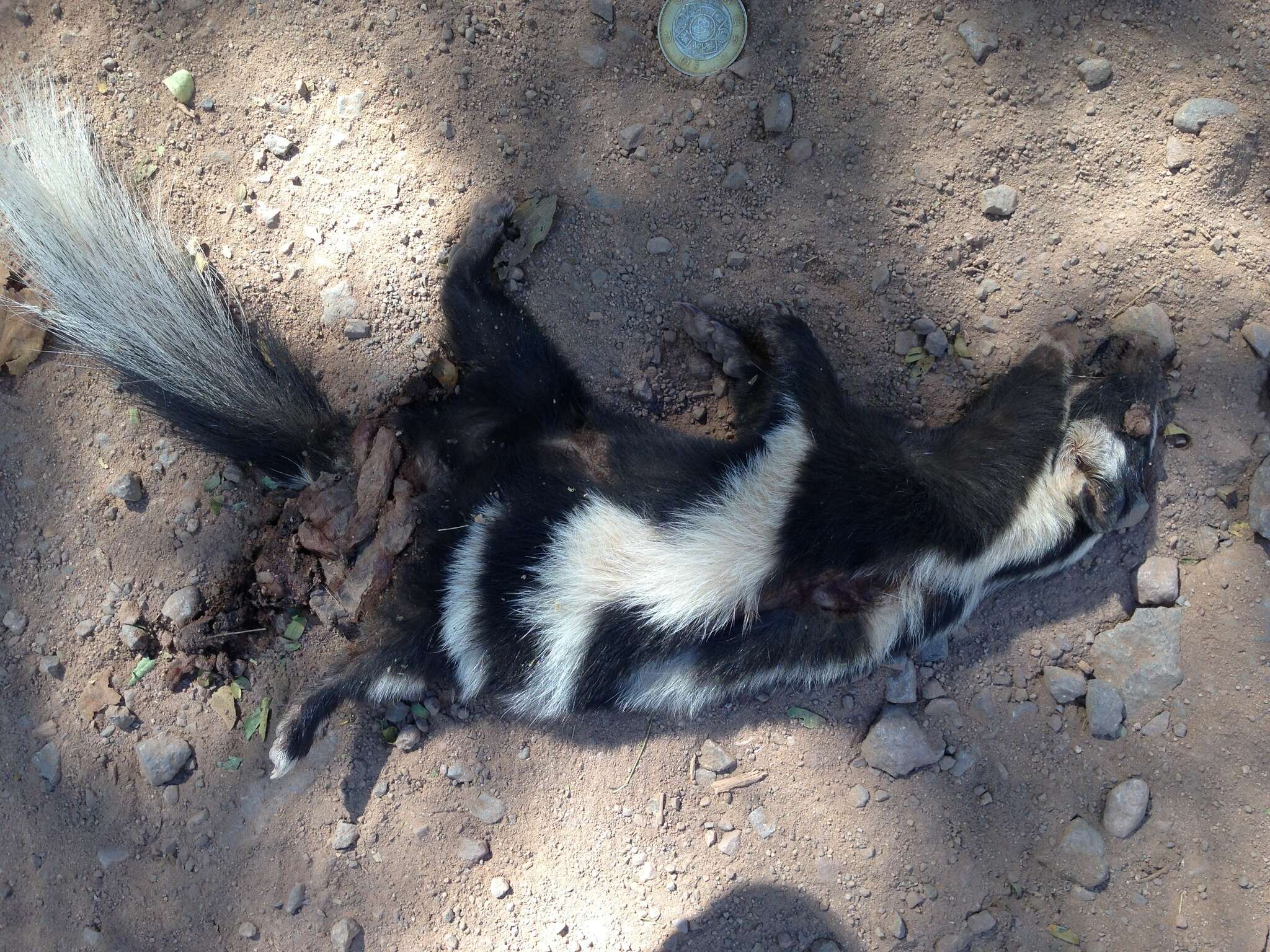 Image of Western Spotted Skunk