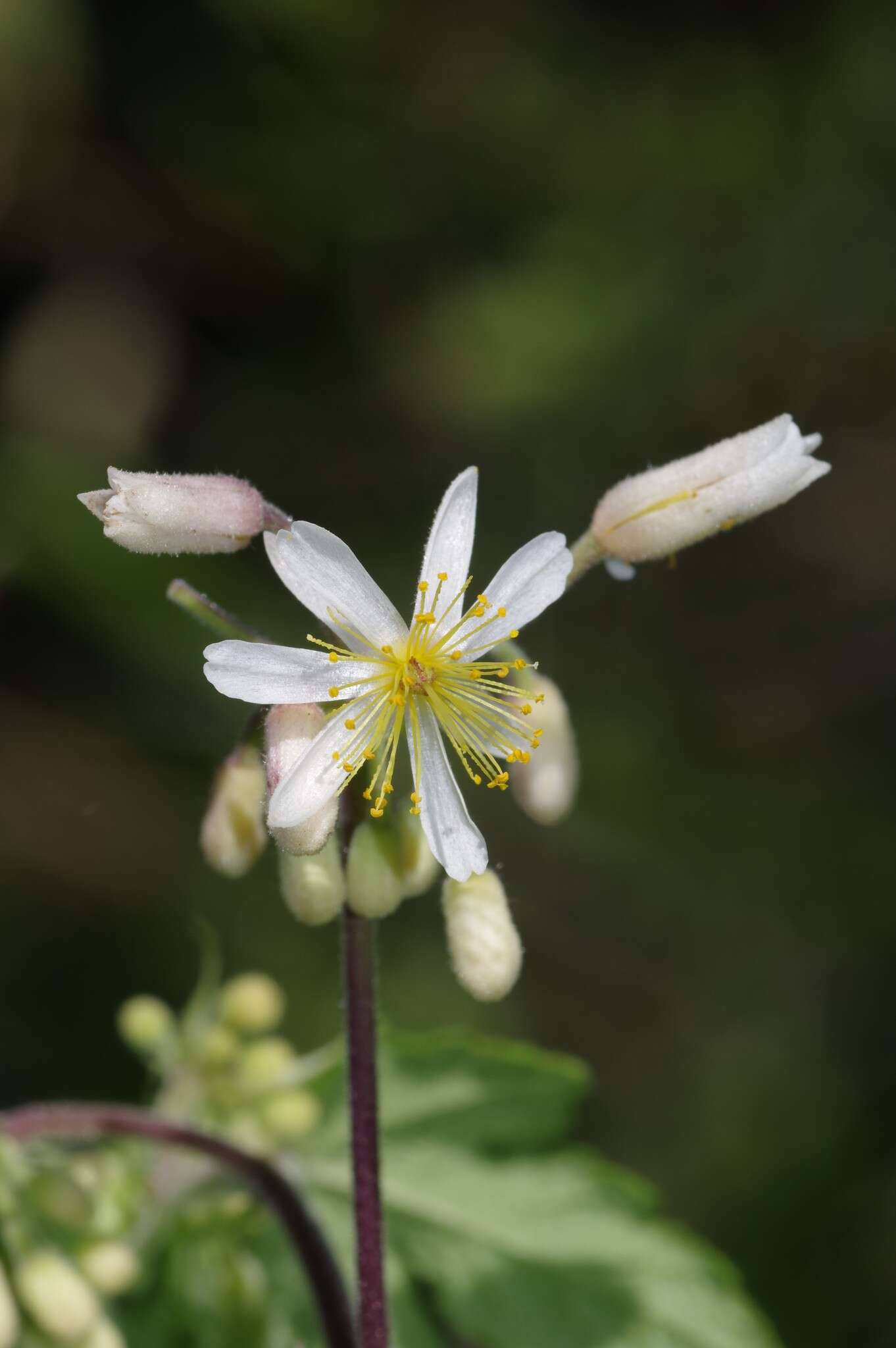 Image of Mountain stock-rose