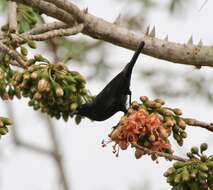 Image of Tawny-shouldered Blackbird