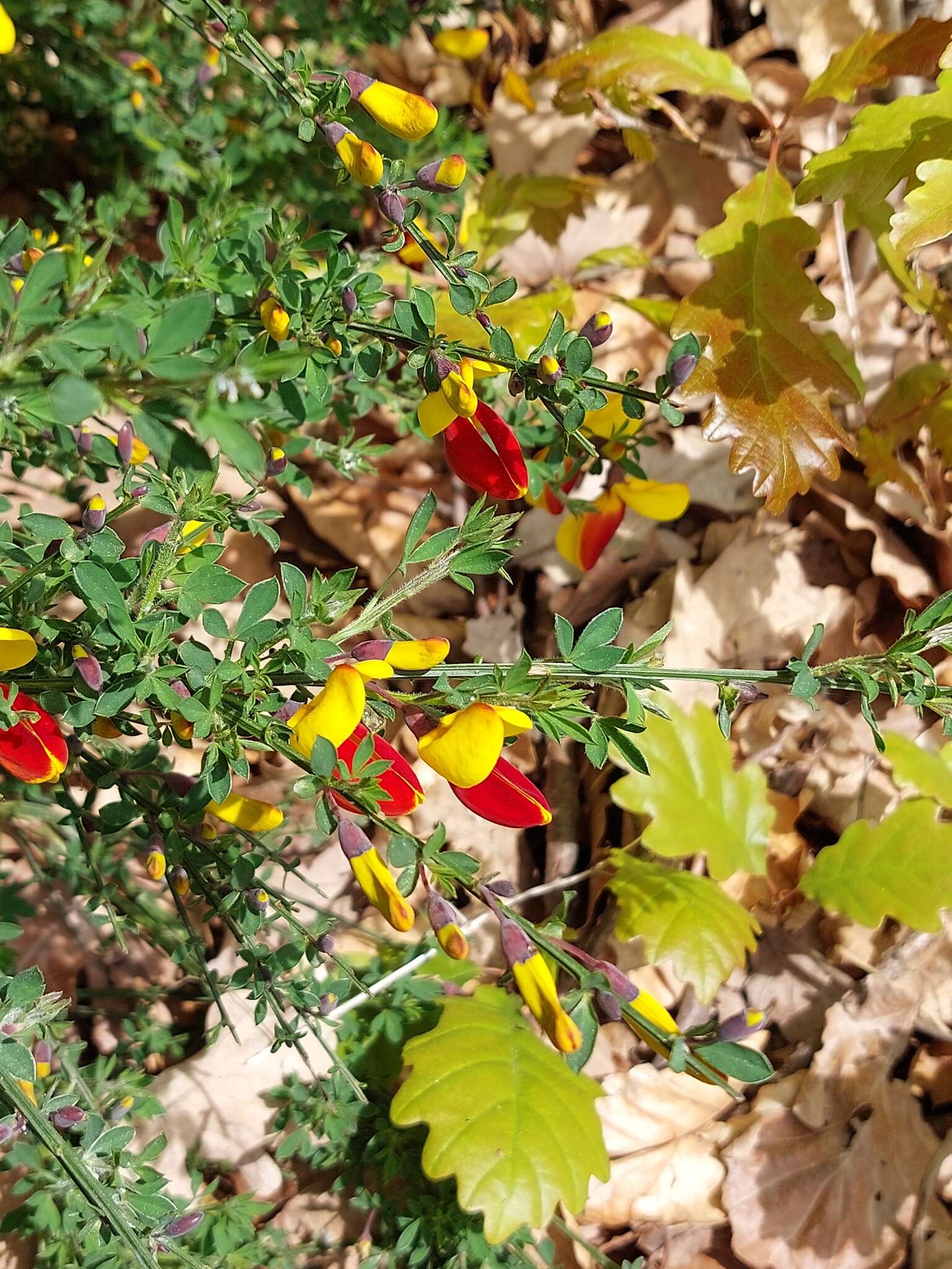 Image of Scotch broom