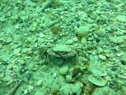 Image of Nectocarcinus antarcticus (Hombron & Jacquinot 1846)