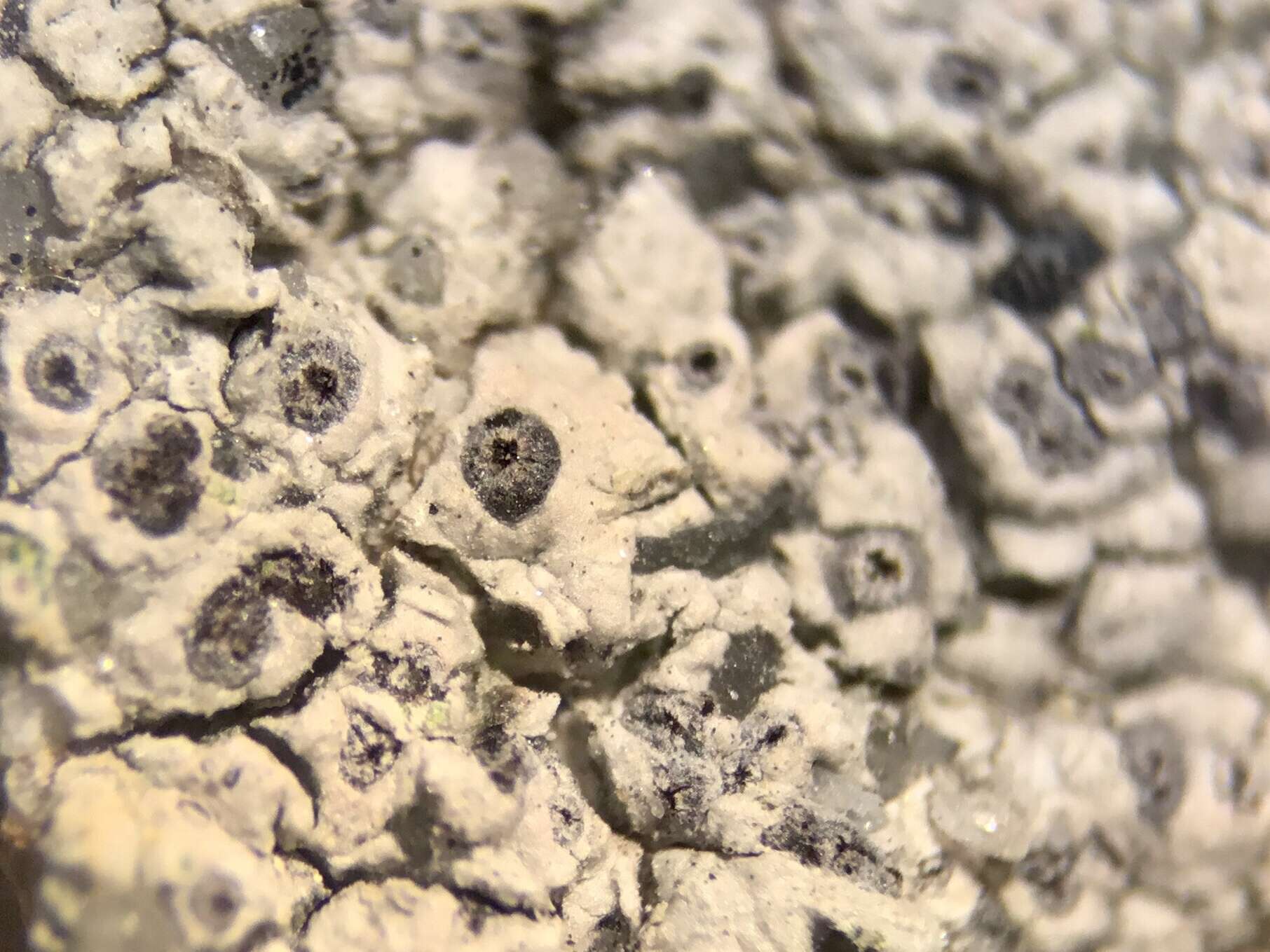 Image of crater lichen