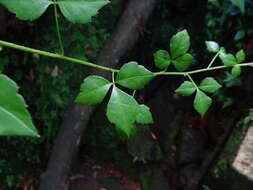 Image of Eleutherococcus trifoliatus var. trifoliatus