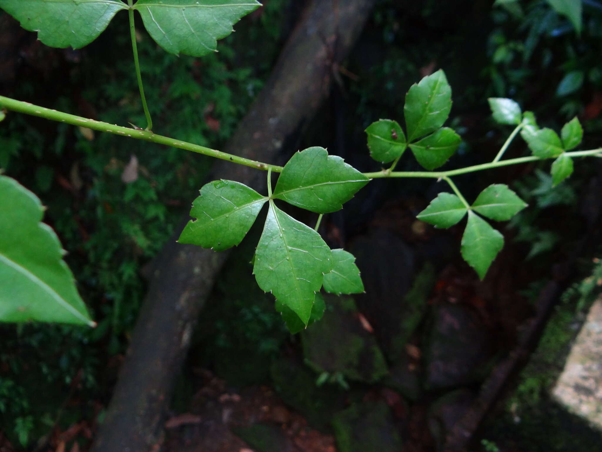 Image of Eleutherococcus trifoliatus var. trifoliatus