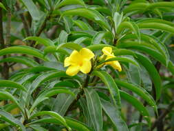 Image of Allamanda weberbaueri Markgr.