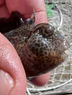 Image of Feather Blenny