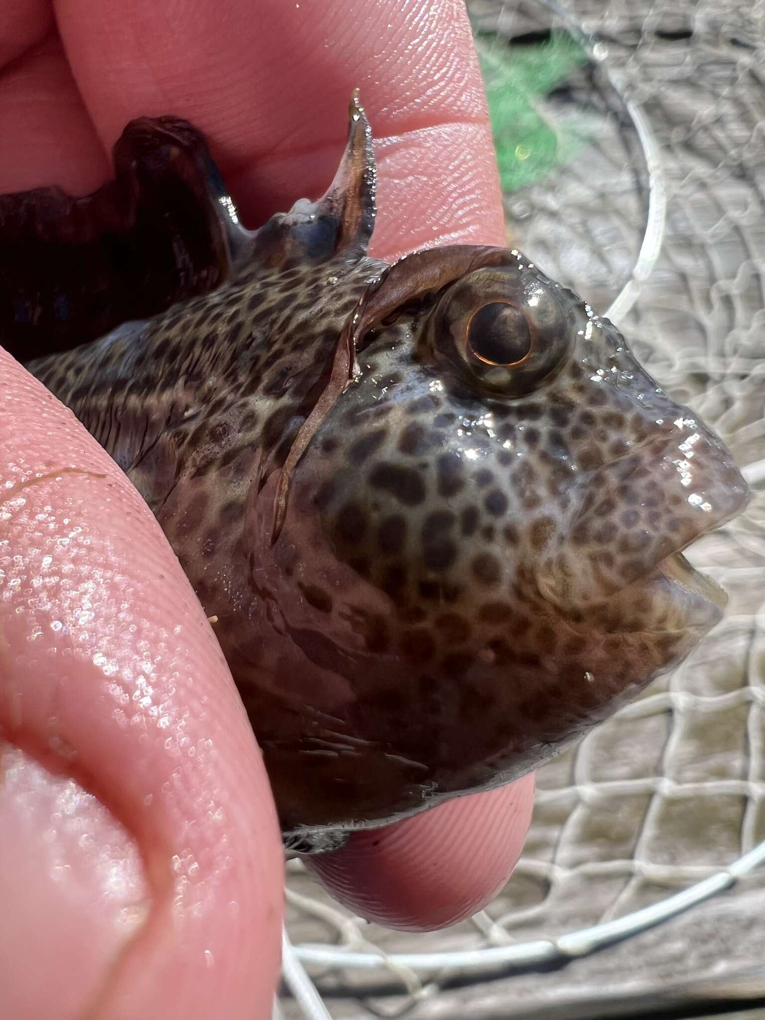 Hypsoblennius hentz (Lesueur 1825)的圖片