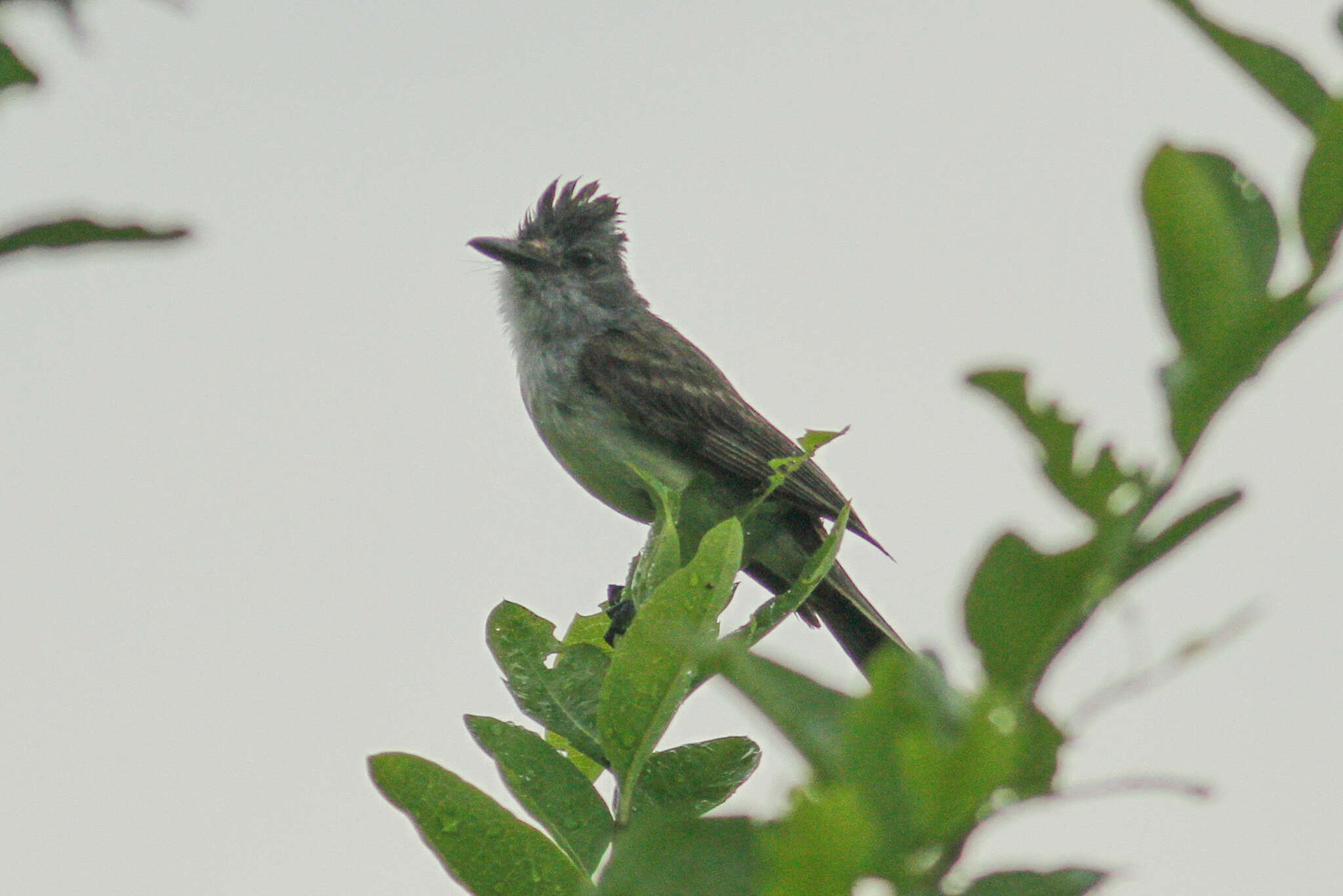 Imagem de Myiarchus phaeocephalus Sclater & PL 1860