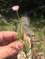 صورة Sclerolepis uniflora (Walt.) Britt., Sterns & Pogg.