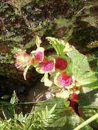 Image of Begonia tapatia Burt-Utley & McVaugh