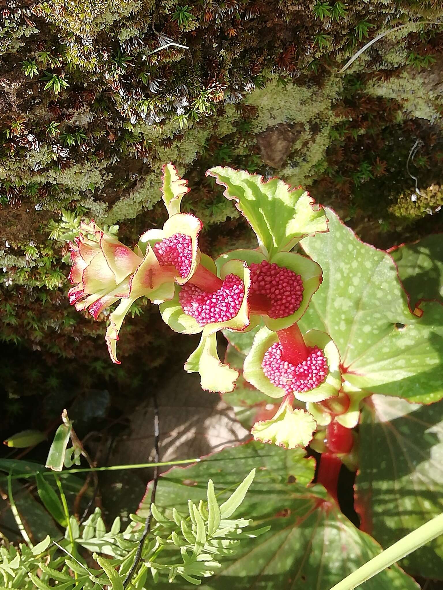 Image of Begonia tapatia Burt-Utley & McVaugh