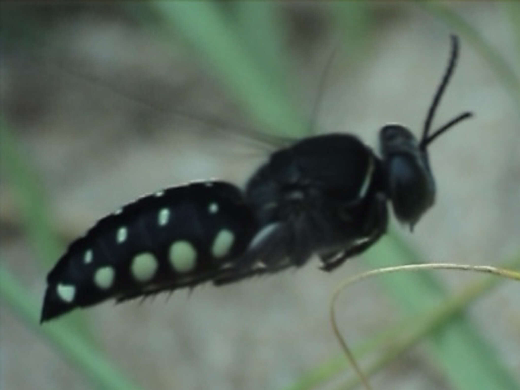 Imagem de Stictia punctata (Fabricius 1775)