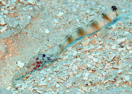 Image of Arcfin shrimpgoby