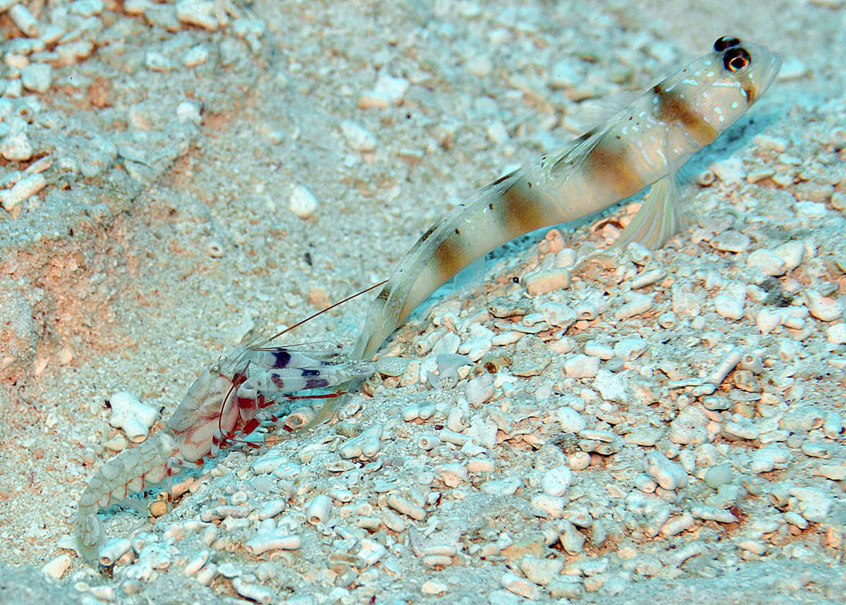 Image of Arcfin shrimpgoby