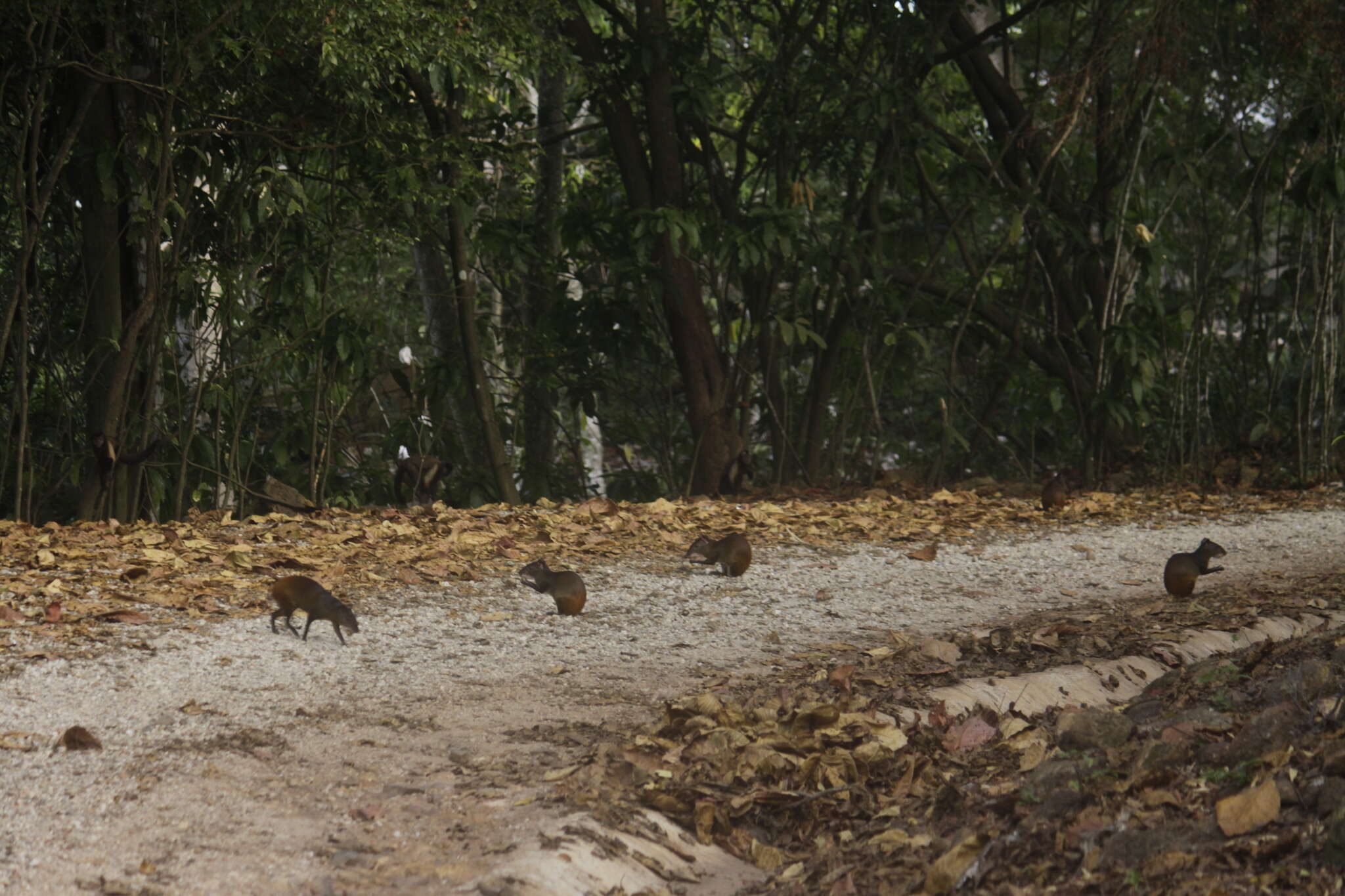 Image of Brazilian Agouti