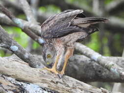 صورة Accipiter fasciatus natalis (Lister 1889)