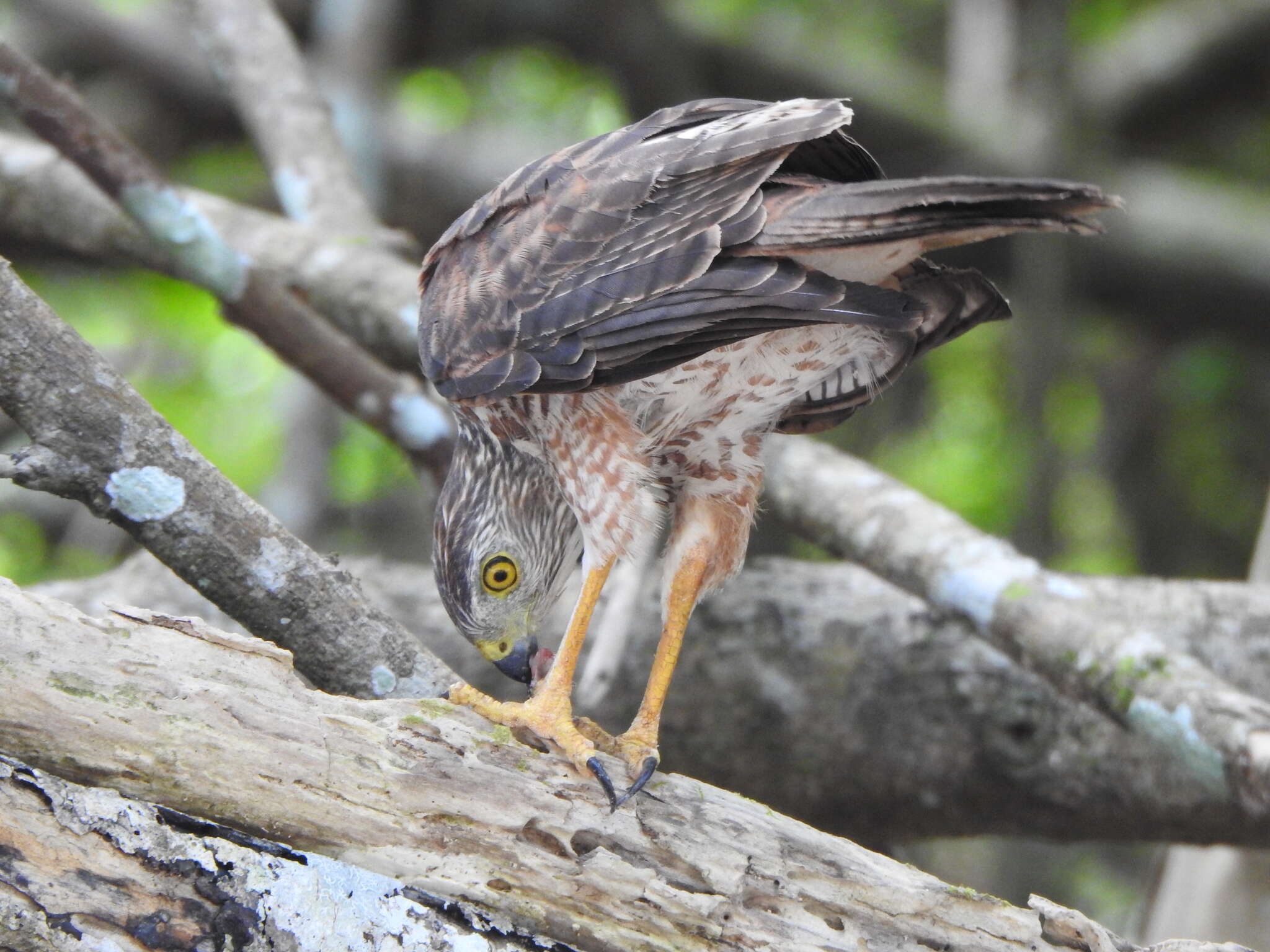 صورة Accipiter fasciatus natalis (Lister 1889)