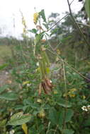 Image of smooth rattlebox