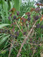 Image of Mexican shrubby spurge