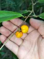 Imagem de Dichapetalum papuanum (Becc.) Boerl.