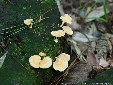 Microporellus resmi